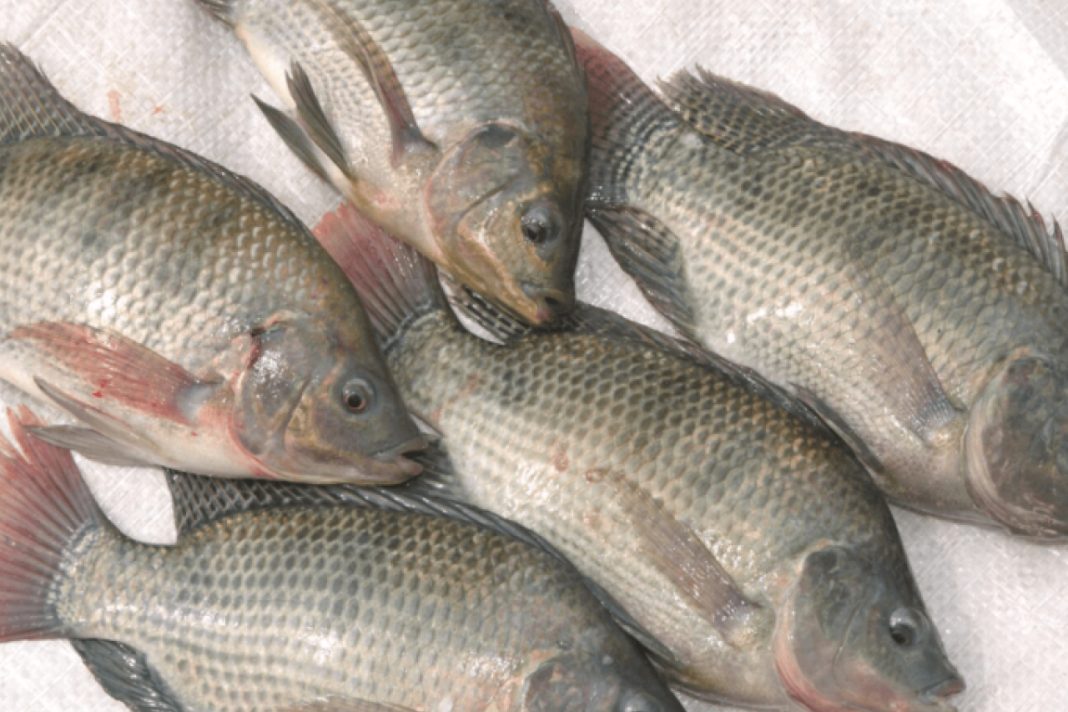 How marginalization of the fishing industry has denied Kenya Sh180 B annual revenue Fish