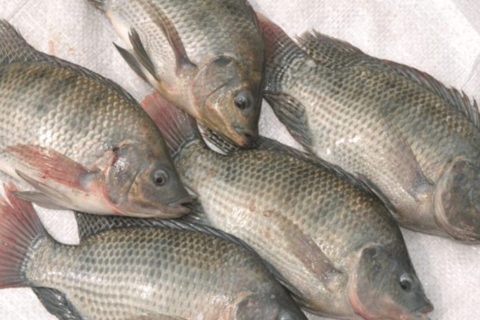 Fish