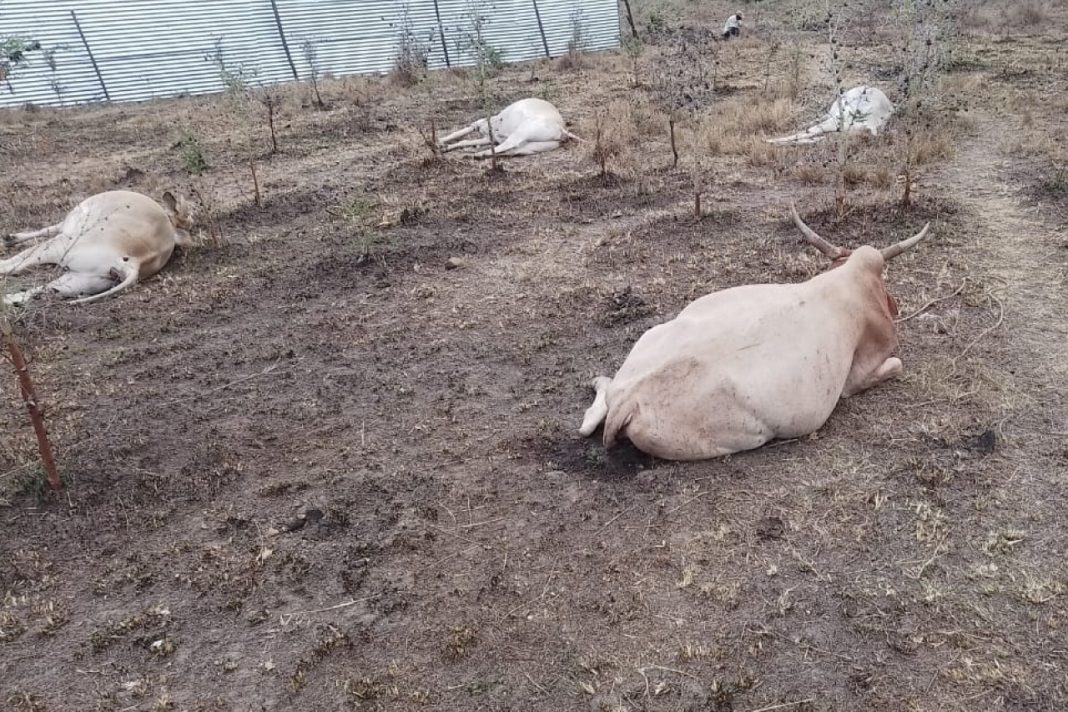 Health experts express concern over use of heavy chemicals in gold mining as residents of Migori count losses in livestock poisoning Livestock