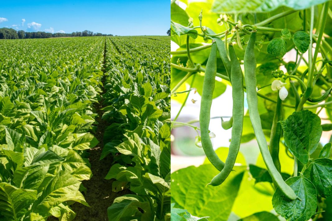 Adoption of alternative crops to tobacco istransforming fortunes of farmers in Migori Adoption of alternative crops to tobacco