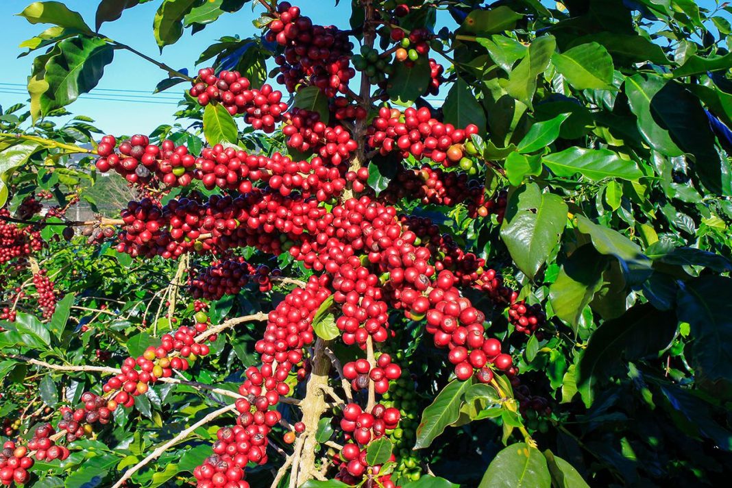 Mwaura: Government to waive Sh 2 billion debt by Coffee farmers Coffee