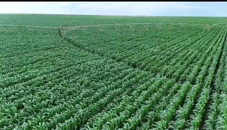 GALANA KULALU GOVERNMENT FOOD SECURITY PROJECT: TURNING ARID LAND INTO FOOD BASKET GALANA KULALU GOVERNMENT FOOD SECURITY PROJECT: TURNING ARID LAND INTO FOOD BASKET