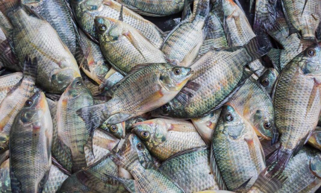 CREATING A MODERN FISHING INDUSTRY THROUGH VALUE ADDITION IN MIGORI CREATING A MODERN FISHING INDUSTRY THROUGH VALUE ADDITION IN MIGORI