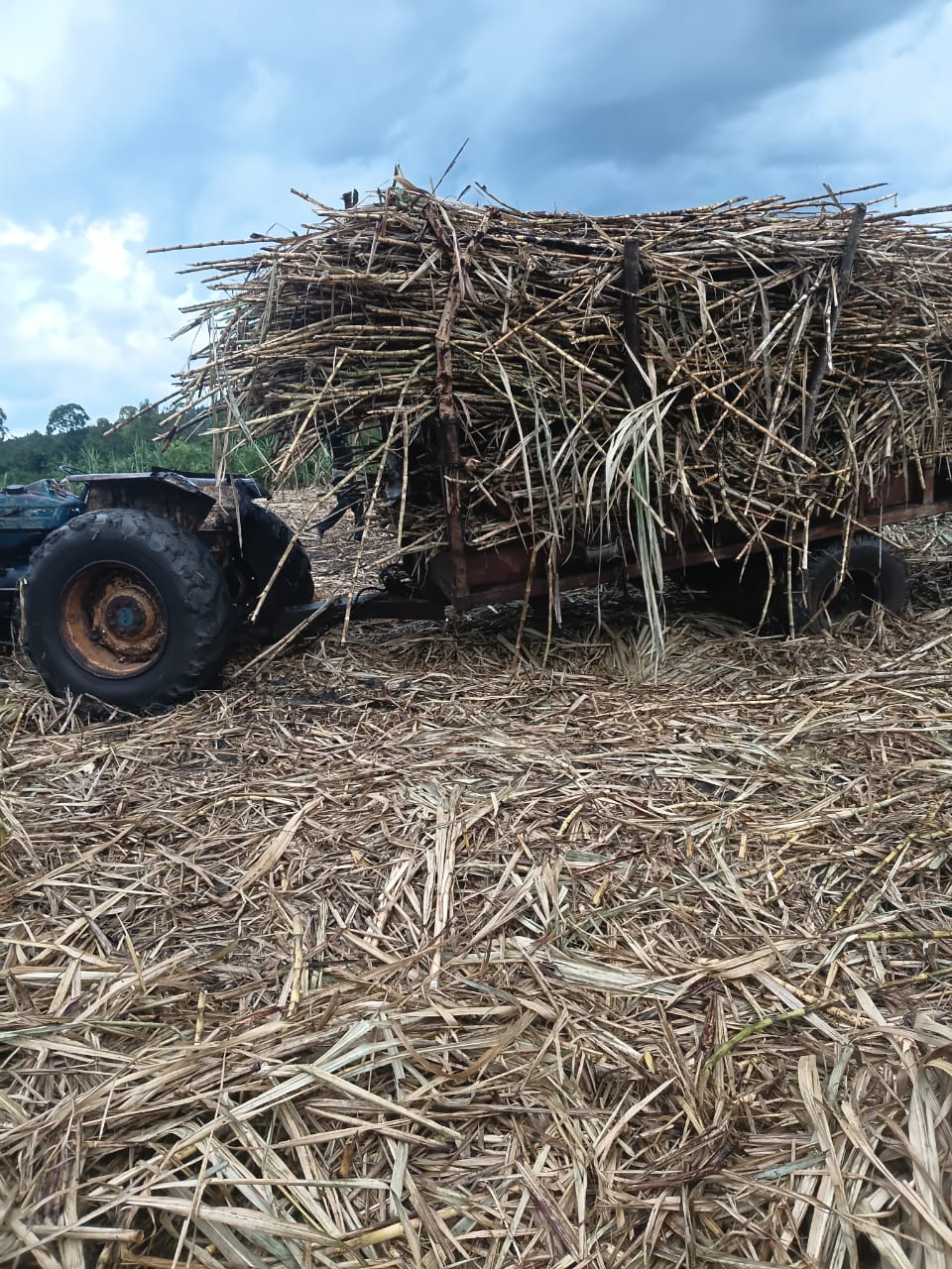 Cane farmers in Nyando belt lament over uncollected harvested canes, fear of huge loss Cane farmers in Nyando belt lament over uncollected harvested canes, fear of huge loss